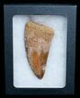 Big, Thick Inch Carcharodontosaurus Tooth #4225-3